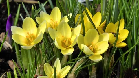 Close-up, detailed view of Crocus flowers. Video stock 145376206