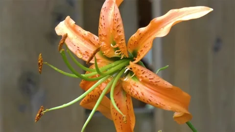 Close-up, detailed view of an Orange Tiger Lily flower. Video stock 145375481