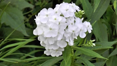 Close-up, detailed view of a Phlox Paniculata David flower. Video stock 145287187