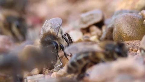 Close-up of a detailed view of the proboscis of an Apis mellifera bee Stock Footage 328428239