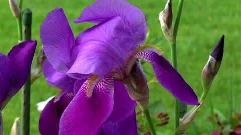 Close-up, detailed view of a purple Bearded Iris des Jardins flower. Stock Footage 145920948