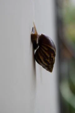 Close-Up Detailed View of a Snail Shell and Body Crawling on a Wall, Macro Sh Stock Photos