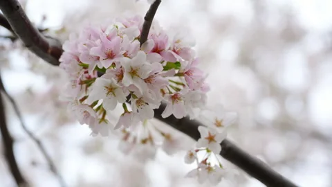 Close up detailed view of Spring blooming tree branches with delicate white Stock Footage 334026109