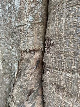 Close up details of jackfruit tree Stock Photos