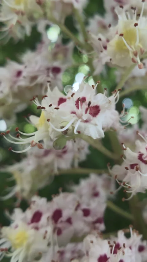 Close-up of details of multi-colored inflorescence of blooming Horse Chestnut Stock Footage 347010551