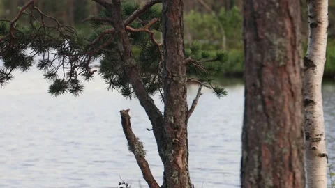 Close Up details of the pine tree with the lake Stock Footage 158048398