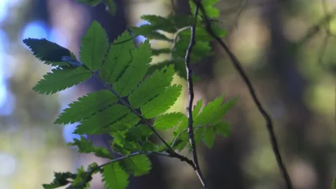 Close Up details of the tree leaves. Stock Footage 158048034