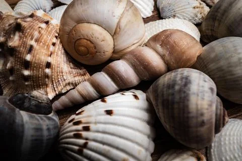 Close-up details of various seashells showcasing intricate patterns and textures 库存照片