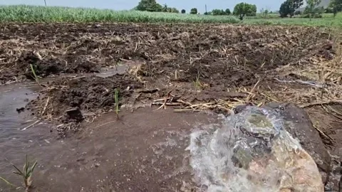 Close up details of water gushing from an underground pipe onto a plowed sugarca Video stock 337055325