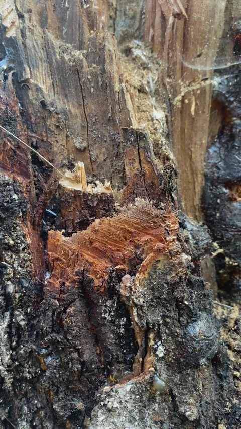 Close up of deteriorating bark and internal layers of old tree stump in forest. Stock Footage 340322044