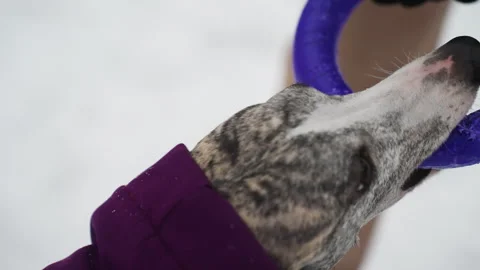 Close-up of determined dog in purple coat gripping purple ring toy with teeth Stock Footage 318193574
