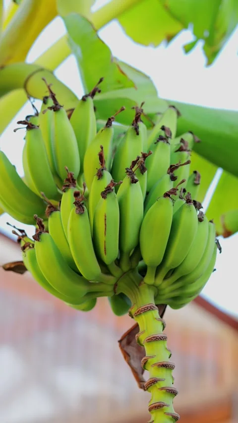 Close-up of a Developing Banana Flower with Red Bracts on a Green Stem Against a Stock Footage 289299846