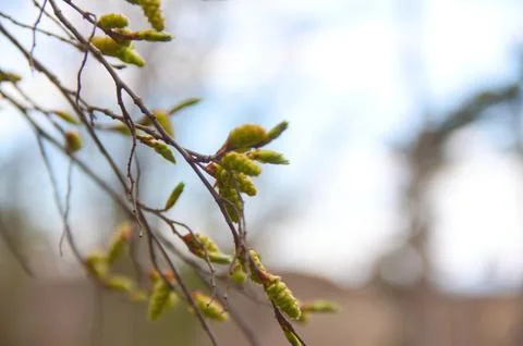 Close-up of Developing Birch Tree Catkins in Spring Fotos de archivo