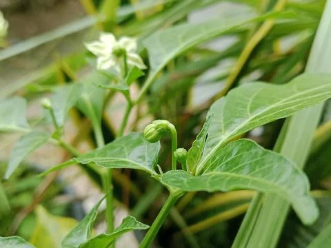 Close-up of a developing chili pepper flower bud Stock Photos