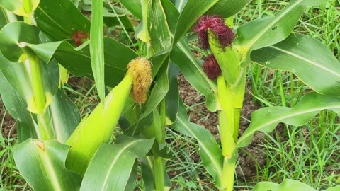 Close Up of Developing Corn Ears With Fresh Silk Growing on Healthy Maize Plants Stock Footage 340827800