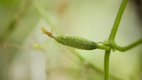 Close-up of developing cucumber in greenhouse environment Stock Footage 328973347