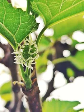 Close-up of developing green blackberries Stock Photos
