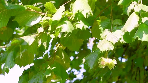 Close-up of a developing hazelnut on a hazel tree (Corylus avellana), surrounded Stock Footage 329254400