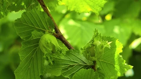 Close-up of developing hazelnuts among lush green leaves Stock Footage 338302213