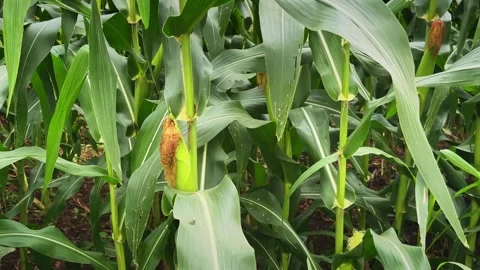 Close Up of Developing Maize Cob With Brown Corn Silk on Healthy Corn Plant Stock Footage 340974286
