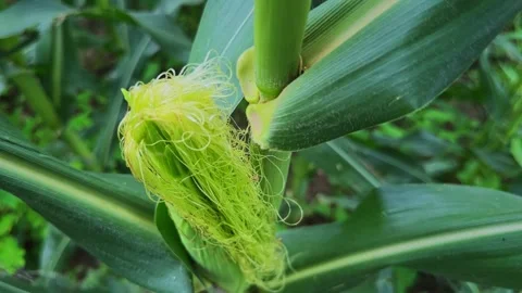 Close Up of Developing Maize Cob With Fresh Corn Silk Swaying on Healthy Plant Stock Footage 340974129