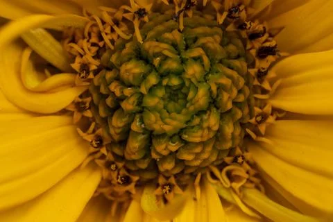 Close up developing sunflower center with yellow petals Foto stock