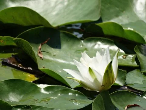 Close-up of a developing water lily on a pond, with one open white petal cont Stock Photos