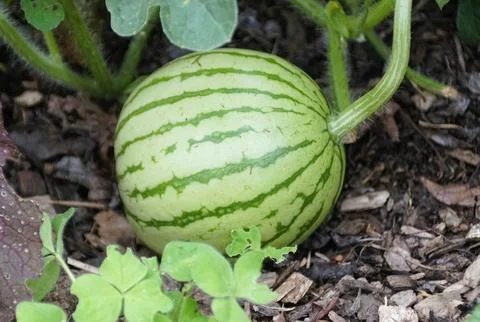 Close-up of a developing watermelon, showcasing its pale green rind with da.. Stock Photos