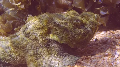 Close-up of Devil Scorpionfish lies on seabed in bright sunrays Stock Footage 248252141