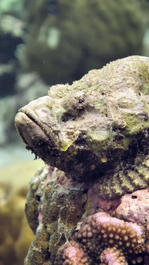 Close-up of devil scorpionfish skin texture and eyes Stock Footage 325728093