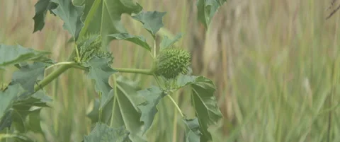 Close-up of devils trumpet fruit in the field anamorphic 5.7K footage Stock Footage 318945448