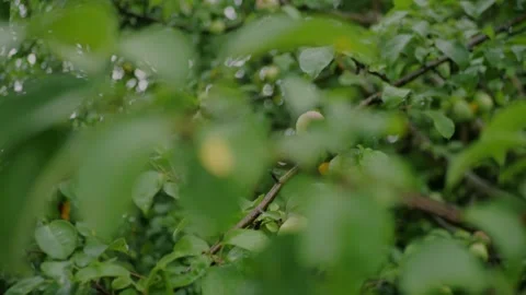 Close-up of dew and rain-covered green apples on tree branches... 스톡 동영상 339101727