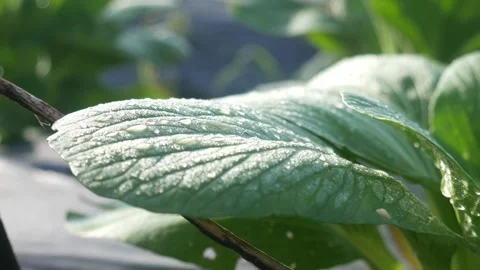 Close up of dew and water on cabbage leaves Stock-Footage 292865019
