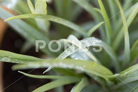 Close up of Dew on Blades of Grass Stock Photos
