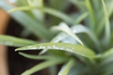 Close up of Dew on Blades of Grass Foto stock