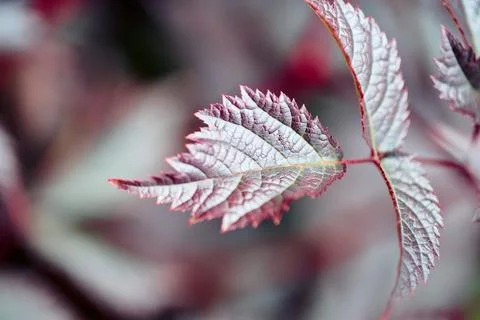 Close-up of dew-covered astilbe leaf with soft pink and purple tones Fotos de archivo