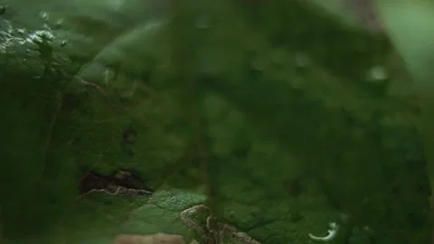 Close-up of a Dew-Covered Dark Green Leaf Stock Footage 295745448