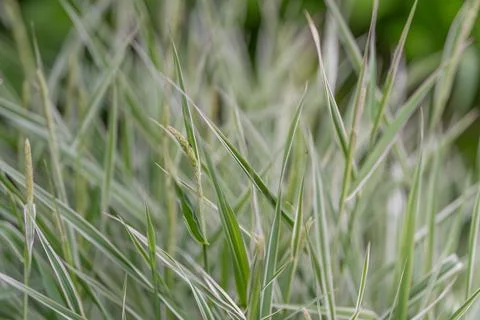 Close-up of dew-covered green grass blades in soft natural light Stock Photos