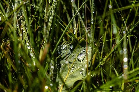 Close-Up of Dew-Covered Leaf Amidst Vibrant Morning Grass Blades Stock Photos