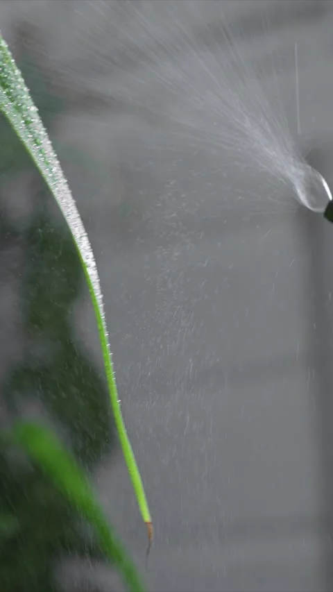 Close up of Dew covered Leaf with Misting Hydration Process with water droplet Stock Footage 346789612