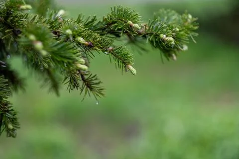 Close-up of dew-covered pine branch in lush greenery Stock Photos