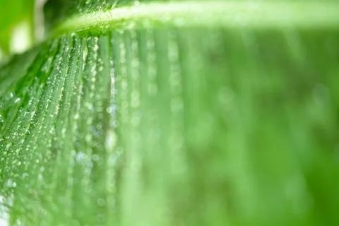 Close-up of dew-drenched green leaf in sunlight Stock Photos