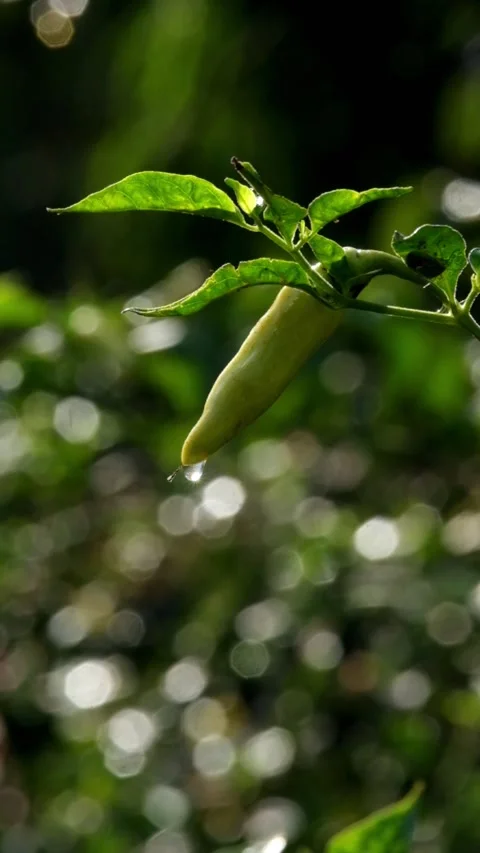 Close up of dew dripping from chili peppers on a tree with a bokeh backgroun Stock Footage 336589282
