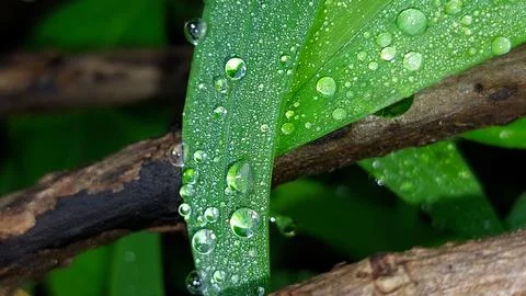 A close-up of a dew drop on a verdant leaf. Stock Photos