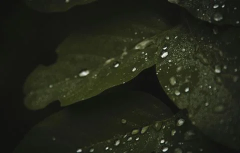Close-Up of Dew Droplets on Large Green Leaf Stock Photos