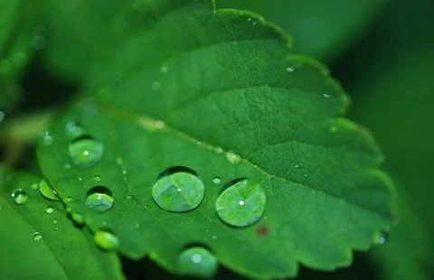 Close-Up of Dew Droplets on Large Green Leaf Stock Photos