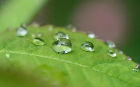 Close-Up of Dew Droplets on Large Green Leaf Stock Photos
