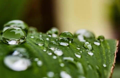 Close-Up of Dew Droplets on Large Green Leaf Stock Photos
