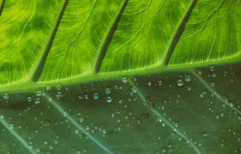 Close-Up of Dew Droplets on Large Green Leaf Stock Photos