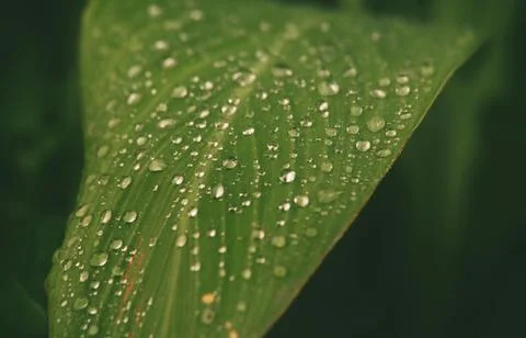 Close-Up of Dew Droplets on Large Green Leaf Stock Photos